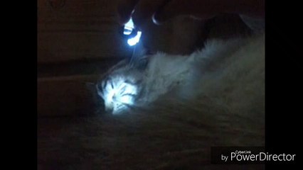 talking cat luna episode 1 grounded part 1