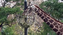 Zoológico de Buenos Aires vai virar parque ecológico