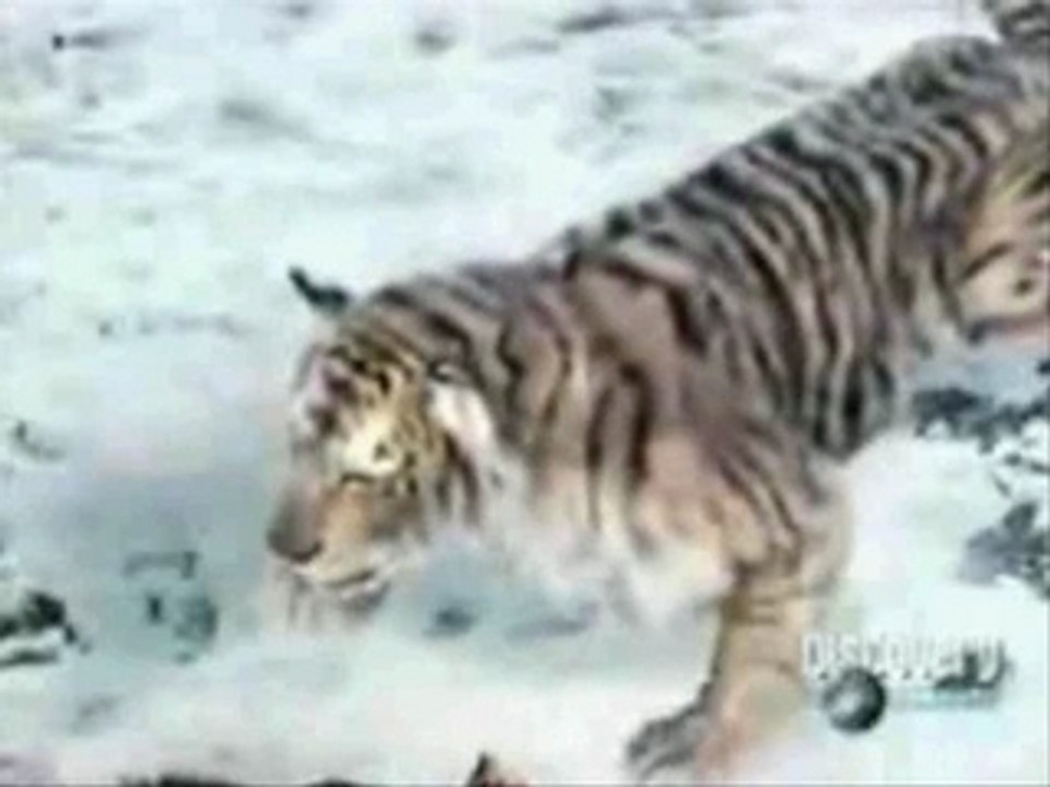 Tigervsbear