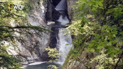 Le mini dragon des lacs alpins