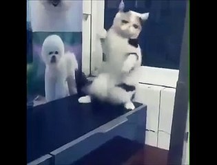Ce chat danse sur du Raï!
