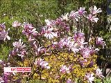 2015-04-17 г. Брест. Красоты сада непрерывного цветения/ Телекомпания Буг-ТВ.