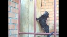 10 Funniest Dog Videos