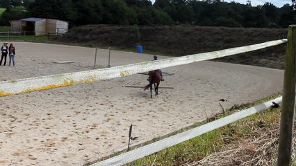 Lucy, a very nice quarterhorse for sale! Lucy, une trés gentille quarterhorse a vendre!