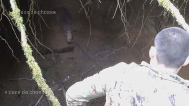 Chasse du sanglier au lasso dans les Pyrénées