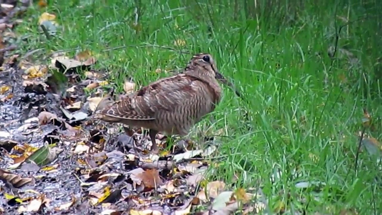 La danse de la Bécasses des Bois