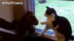 Best Of Funny Scared Cats Compilation  2016 cat very funny and cool fun