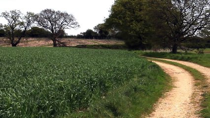 La joie ultime de ce chien sautant dans un champ de blé !