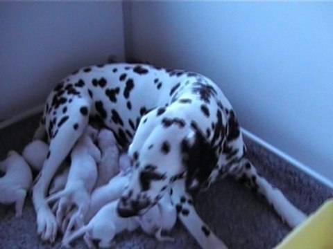 Portée All My Pride - sept jours - 15 juillet 2007