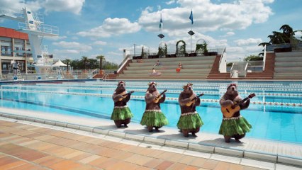 Les marmottes se déhanchent