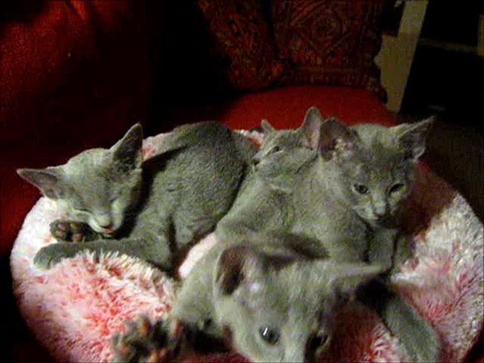 Russian Blue kittens 10 weeks old