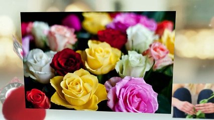 The Meaning Of Different Colored Single Rose