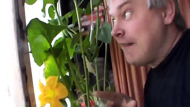 Цветёт моя тыква в горшке на балконе видео про цветы тыквы