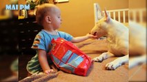 English Bull Terrier And Baby Are Best Friend - Cute Dog And Babies Videos Compilation