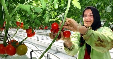 "Geçiş Dönemi", Domateste Fiyatı 3 Katına Çıkardı