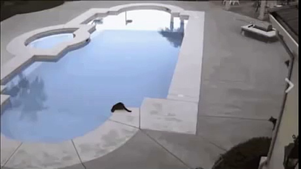 Quand un chat décide de faire baigner un autre chat dans la piscine. À mourir de rire !