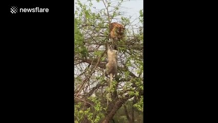 Monkey who mocked tiger in viral video gets captured and killed