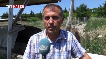 Deve kuşu eti, kırmızı ete rakip olacak