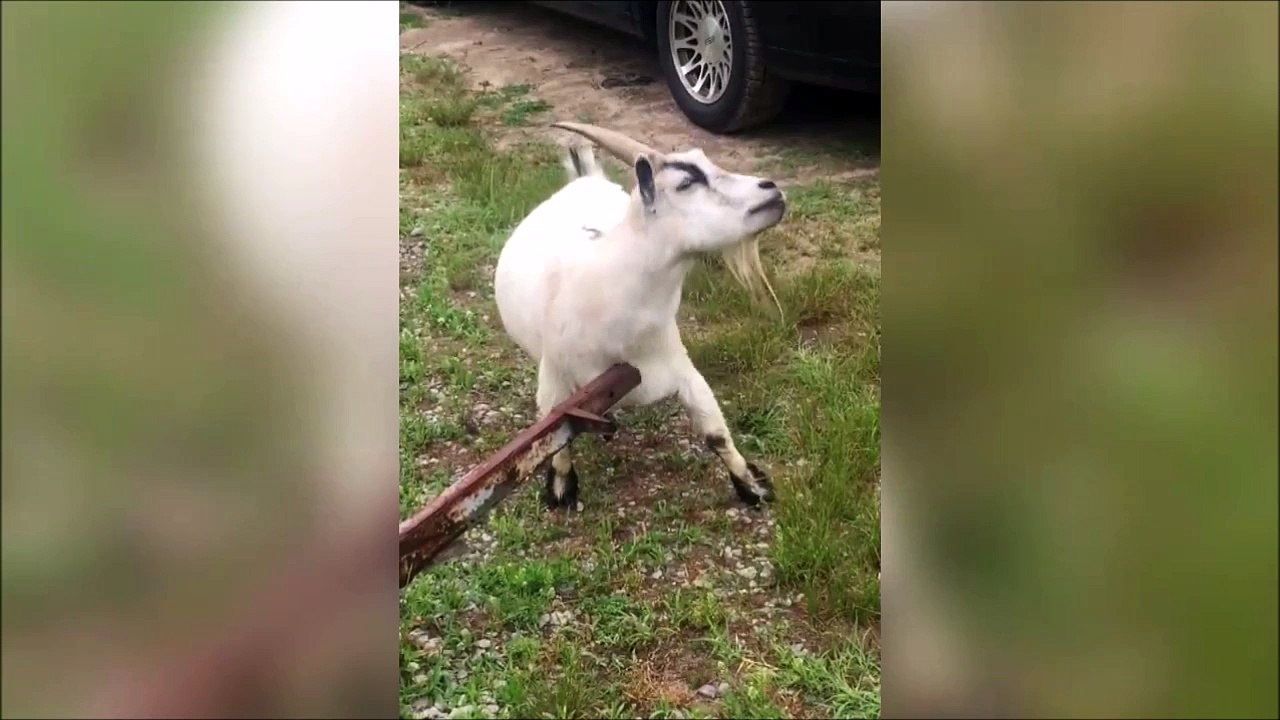 Curieuse façon de se gratter! Chèvre trop drôle