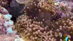 GoPro HD Scuba diving Great Barrier Reef