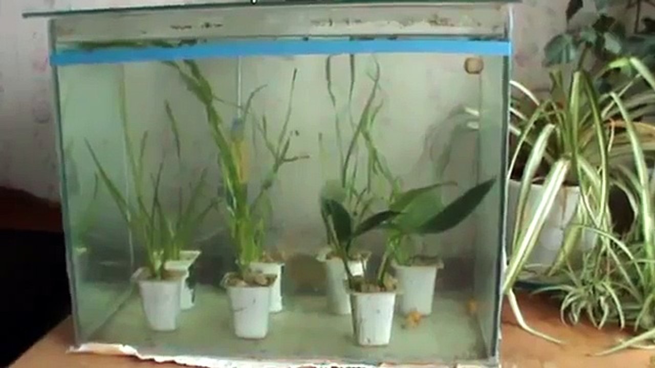 Мой молодой аквариум Улитки мои хорошие умные в аквариуме