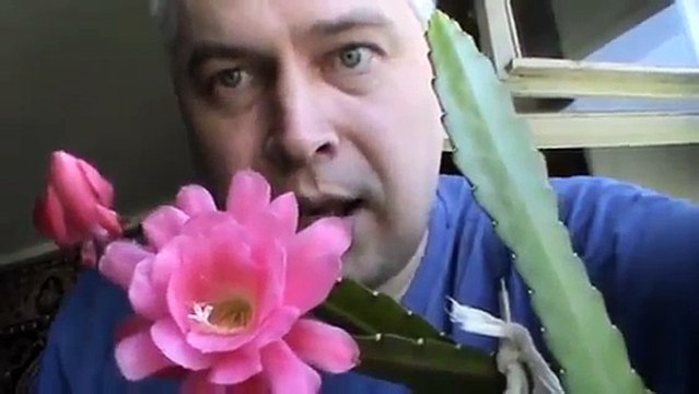 У меня цветёт розовый кактус в доме на окне летом