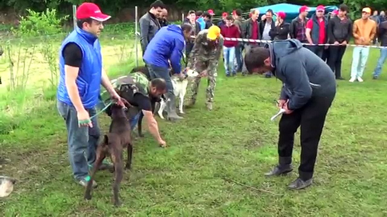 www ereglionder com tr av kopek yarisma eregli