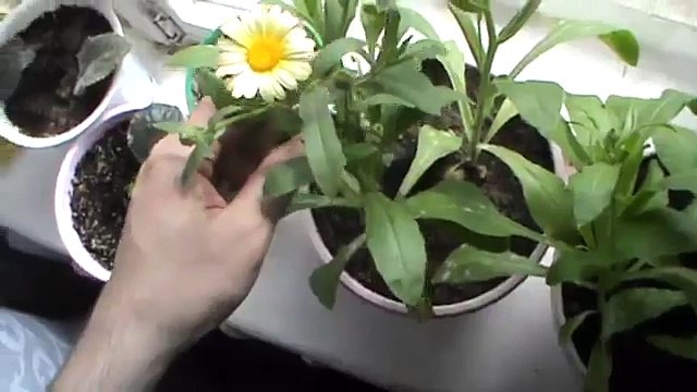 Цветёт желтая календула на подоконнике цветочки жёлтые красивые