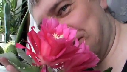 Цветёт розовый кактус на подоконнике на окне у меня