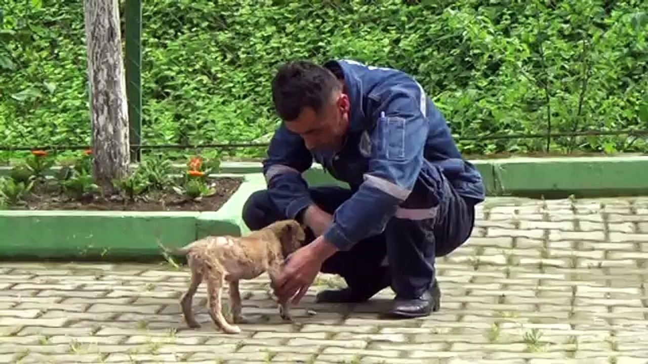 www ereglionder com tr eregli kopek barinma sokak kopegi