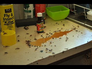 How to Get Rid of Cockroaches