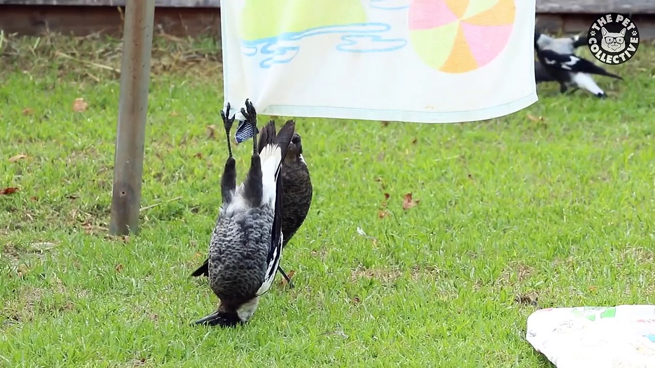 11 Funny Pet Video Compilation 2016