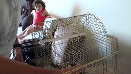 www ereglionder com tr eregli ibibik kusu