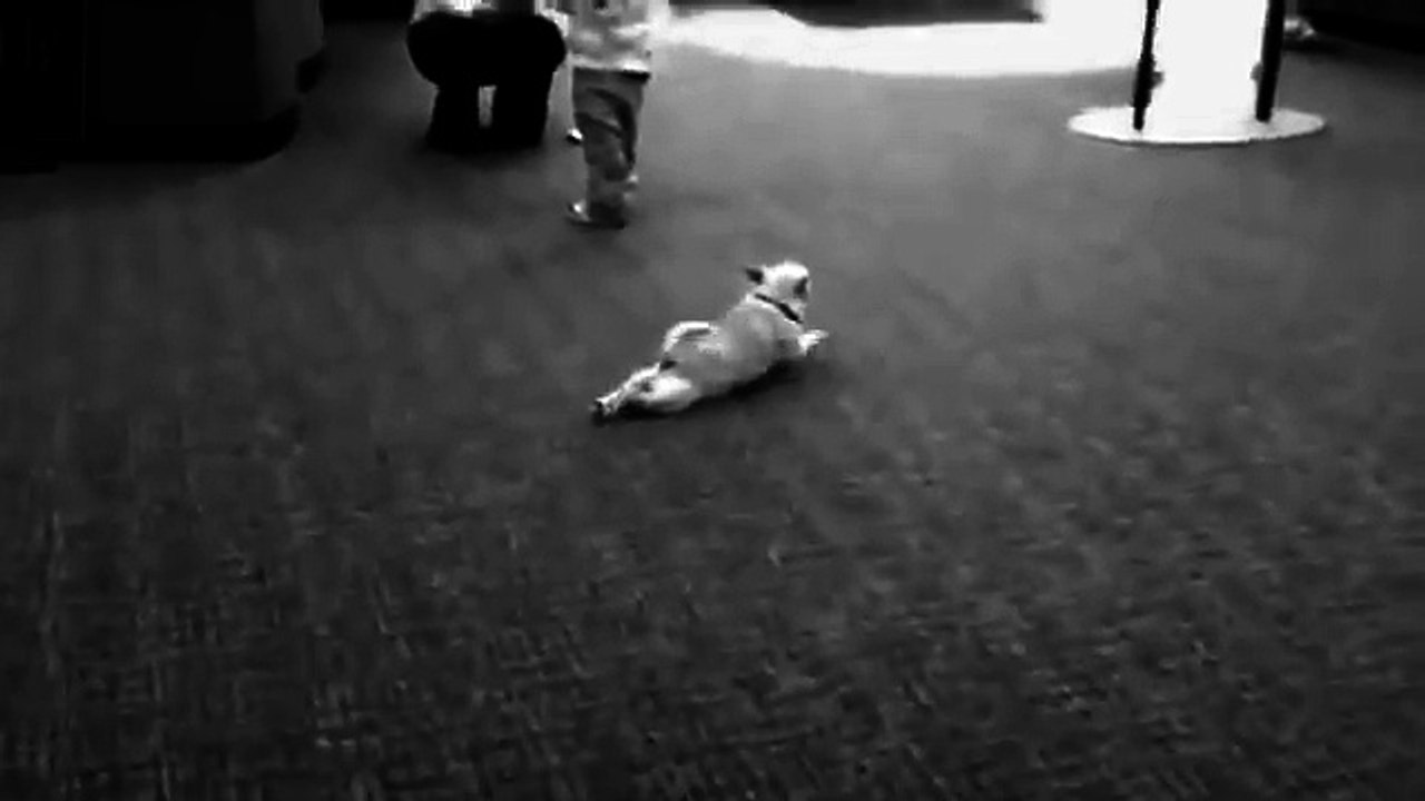 GELMİŞ GEÇMİŞ EN KOMİK VE SEVİMLİ HAYVANLAR VİDEO DERLEMESİ