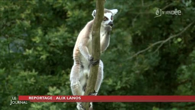 Animaux : Découverte des lémuriens de Madagascar (Vendée)