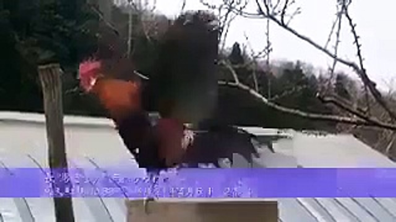 Rooster Crowing Compilation - Rooster crowing sounds Effect