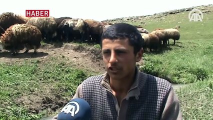 Kaval çalamayan çoban çareyi "cep"te buldu
