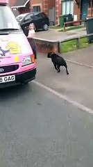 Lui aussi il veut sa glace : chien adorable