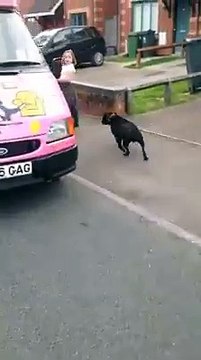 Lui aussi il veut sa glace : chien adorable