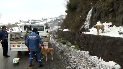 www ereglionder com tr kopek