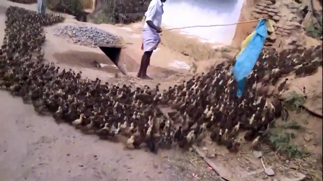 Такого еще никогда не видела