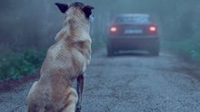 dog Campagne 2016 - 30 Millions d'Amis - OMG VIDEO