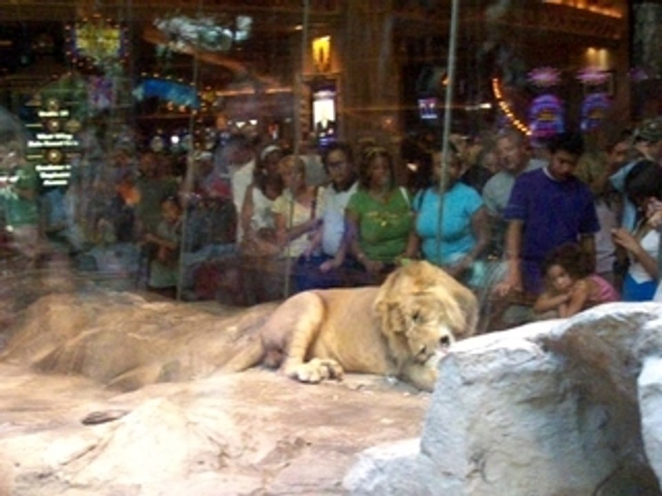 Lion Nibbling at the MGM Grand