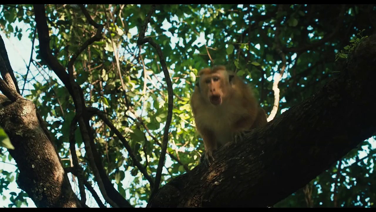 Disneynature’s Monkey Kingdom - Official US Trailer 2