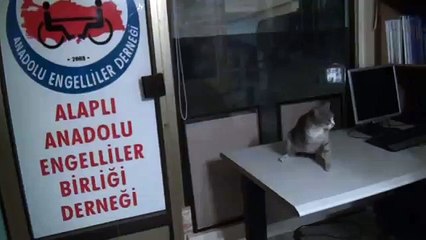 www ereglionder com tr engelliler derneğinin engelli kedisi
