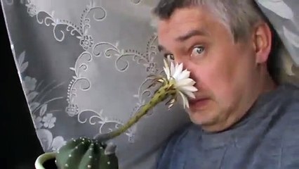 Белый кактус хорошо пахнет цветок цветёт красивый у кактуса