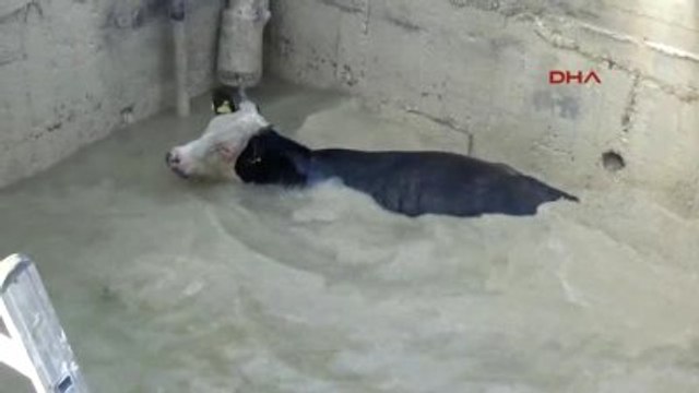 Sorgun Havuza Düşen İneği İtfaiye Ekipleri Kurtardı