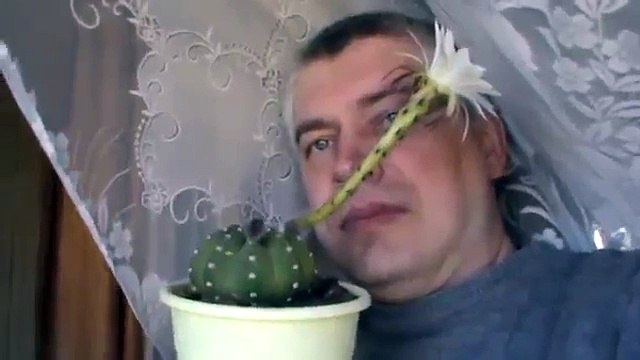 Белый кактус цветёт у меня в комнате