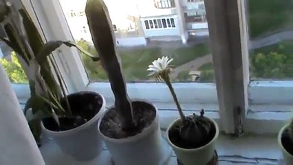 Белый кактус цветёт на подоконнике на окне у меня летом