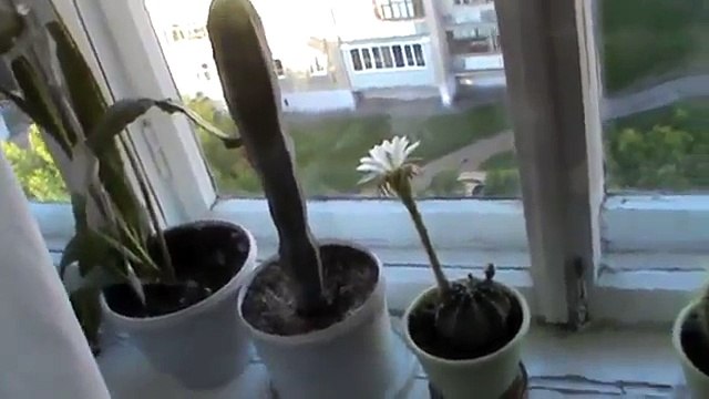 Белый кактус цветёт на подоконнике на окне у меня летом